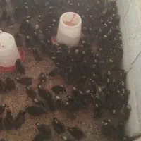 جوجه‌امروک