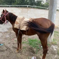 اسب