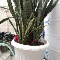 گل سانسوریا