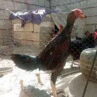 جوجه مرغ وخروس|حیوانات مزرعه|میاندوآب, |دیوار