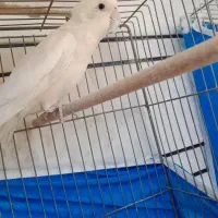 عروس هلندی البینو  مولد|پرنده|خمینی‌شهر, |دیوار