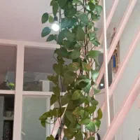 گلدان پتوس|گل و گیاه طبیعی|محمدشهر, سیدآباد|دیوار