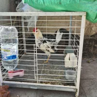 خروس