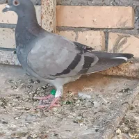 جفت جوجه پلاکی نجلد|پرنده|شوشتر, |دیوار