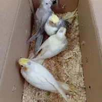 فروش جوجه عروس هلندی