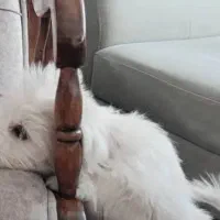 توله شیتزو کراس ماده