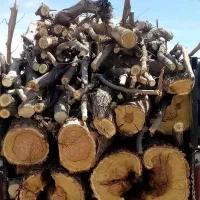 خرید درخت و چوب و درختان مزاحم حیاط و باغچه شما|خدمات باغبانی و درختکاری|تبریز, |دیوار