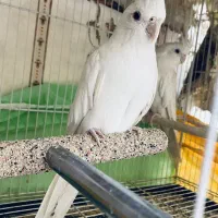 عروس آلبینو ماده آماده