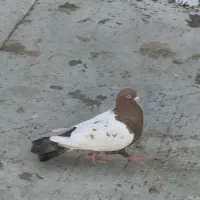 کبوتر .|پرنده|نهبندان, |دیوار