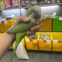 راهب