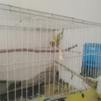 فروش طوطی کوتوله برزیلی