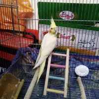 عروس هلندی ماده