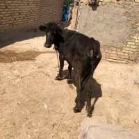 گاو|حیوانات مزرعه|زنجان, |دیوار