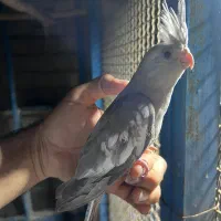 فروش عروس هلندی وات فیس و لوتینو|پرنده|بندرعباس, |دیوار