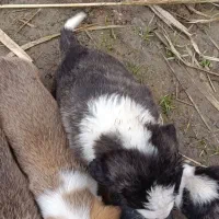 توله سگ|سگ|مینودشت, |دیوار