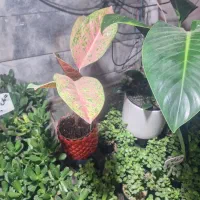 گل عشق|گل و گیاه طبیعی|مشهد, احمدآباد|دیوار