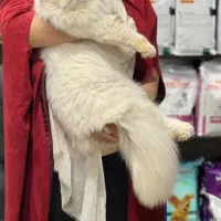 گربه پرشین بسیار تمیز و سلامت