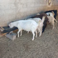 ه بز درجه یک خالص همشونم تا ۲ماه دیگه میزاین