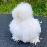 تخم نطفه دار مرغ ابریشمی اصیل