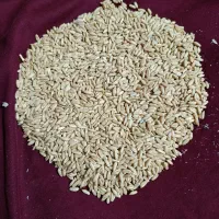 بذر گندم دیم صدرا