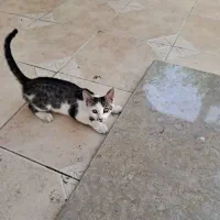 گربه|گربه|مرودشت, ثبت احوال|دیوار