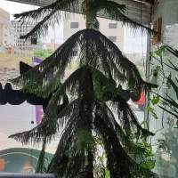کاج مطبق ۳ متری