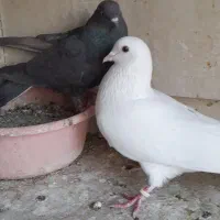 یه جفت کفتر عالی .فوق پرشی