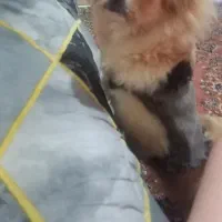 گمشده|سگ|فریدون‌کنار, |دیوار