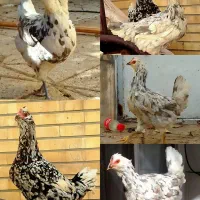 ۴ عدد مرغ گلین طوسی عتیقه