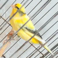 قناری|پرنده|شوشتر, |دیوار
