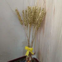 گل  سنبول  ۶ا شاخه سالم