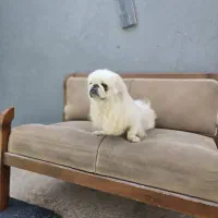 پیکنز اینپریال|سگ|شیراز, میانرود|دیوار