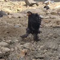 برهما بلک جوان.