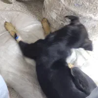 سگ گمشده|سگ|کرج, خرمدشت|دیوار