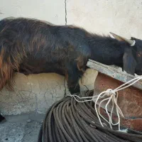 گوسفند . بز  برای قربانی