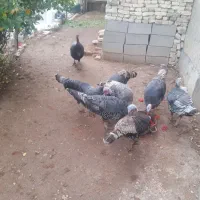 فروش بوقلمون محلی نر وماده