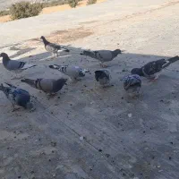 کبوتر پلاکی|پرنده|لردگان, |دیوار