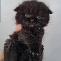 گربه های اسکاتیش‌و‌بریتیش|گربه|سنندج, |دیوار