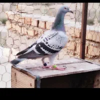 کبوتر مسافتی