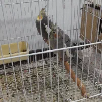 پرنده|پرنده|قائمشهر, |دیوار