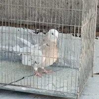 کبوتر رنگه والمانی وخروس فروشی|پرنده|فردوس (خراسان), |دیوار