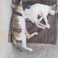 عروسک گربه|اسباب‌بازی بچه|برازجان, |دیوار