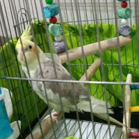 جوجه عروس هلندی ابلق کشیده