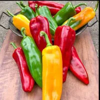 فروش انواع نشاء های خاص خارجی