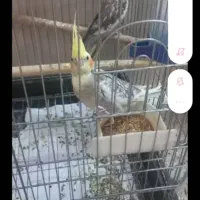 عروس هلندی جفت خورده|پرنده|کرج, آق تپه|دیوار