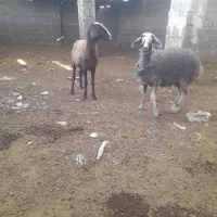 سه راس میش وبره