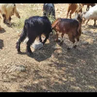 کهره نر