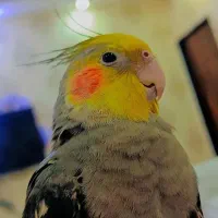 گمشده
