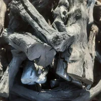 زغال|عمدهفروشی|تاکستان, |دیوار