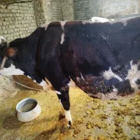 گاو|حیوانات مزرعه|نورآباد, |دیوار